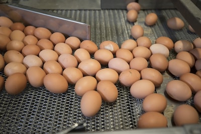 Duitsland sluit grens voor Limburgse eieren: miljoenen stuks blijven in opslag liggen