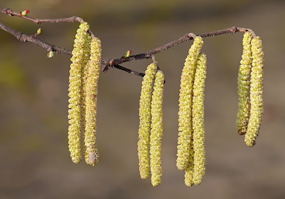 Nu al kans op hooikoorts door bloei hazelaars: nog nooit zo vroeg