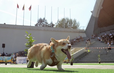 Vermiste Chinese hondjes komen zelf thuis na tocht van 17 kilometer