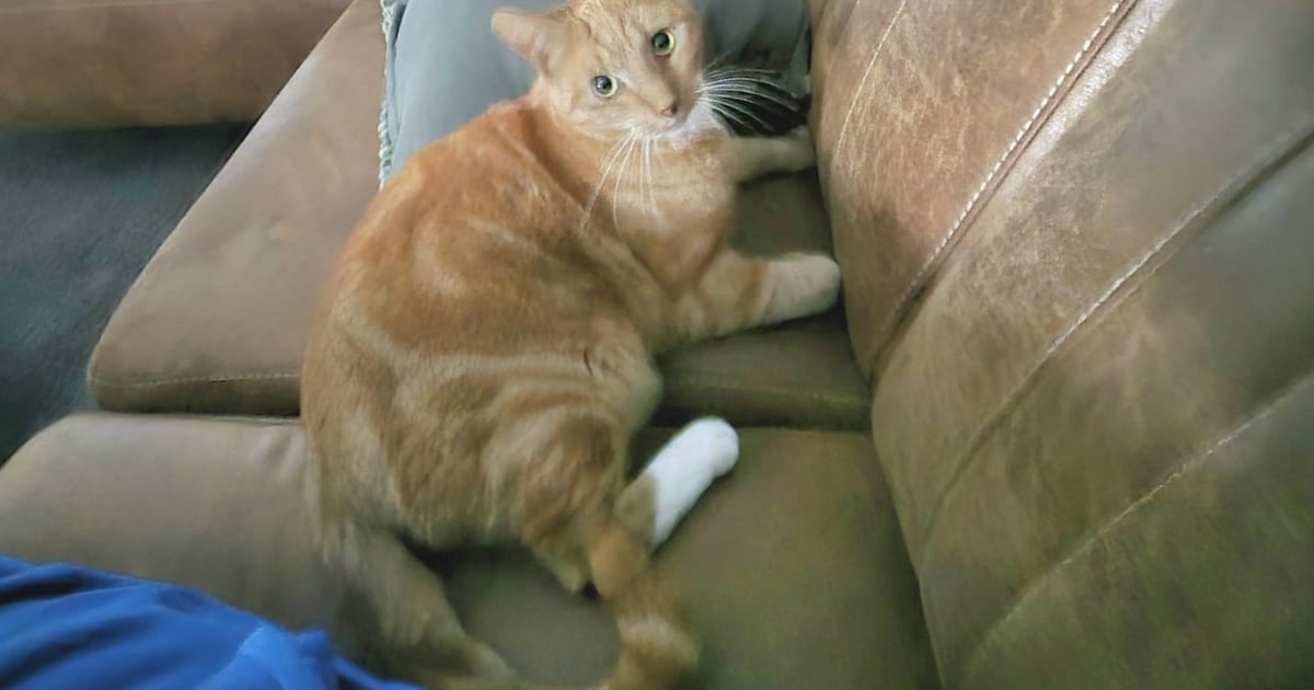 Heb jij Brammie gezien? Dit huisdier wordt in Culemborg vermist