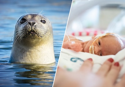 Zeehondensnorharen hadden al unieke werking in natuur: nu redden ze straks te vroeg geboren baby's