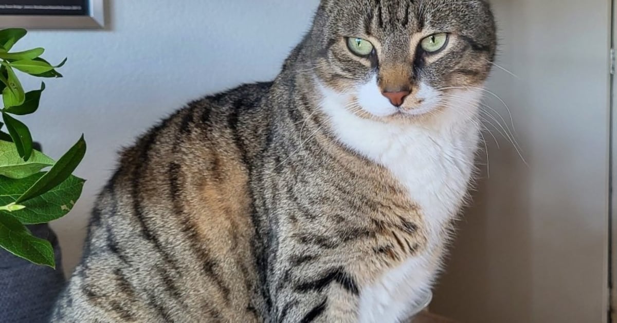 Heb jij Rocky of Sammie gezien? Deze twee huisdieren worden in Renkum vermist