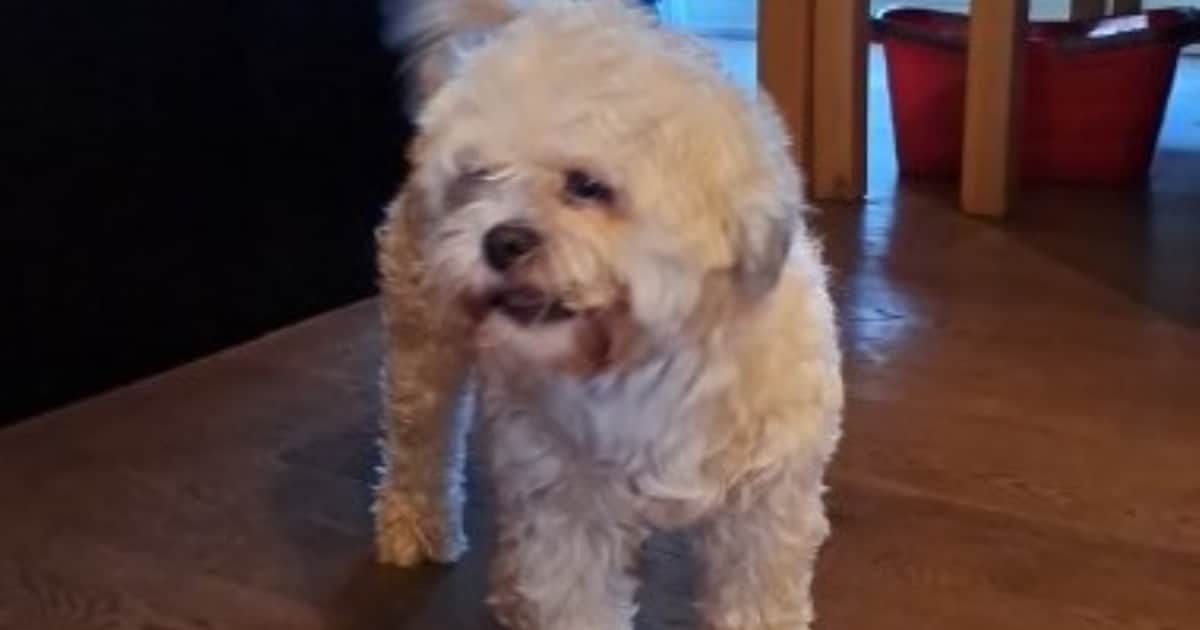 Heb jij Bowie gezien? Dit huisdier wordt in Oost Gelre vermist