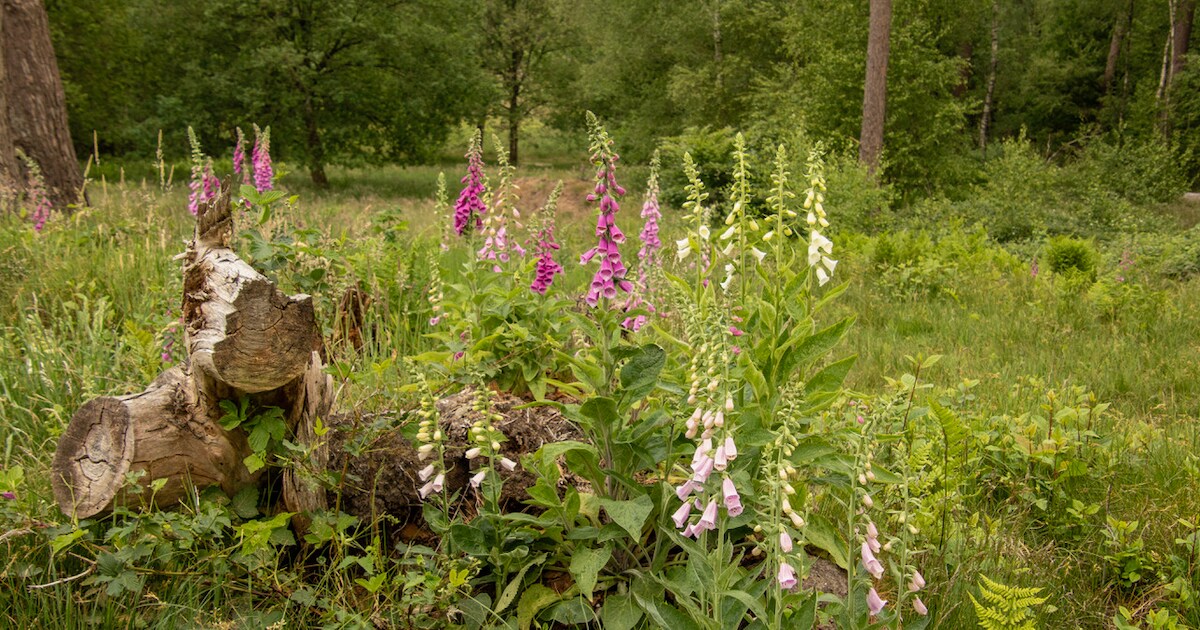 Galgenbergwandeling in Zeddam belicht natuur en historie | Regio | De ...