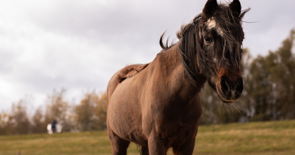 Markt voor tweedehands paardenspullen in Westervoort