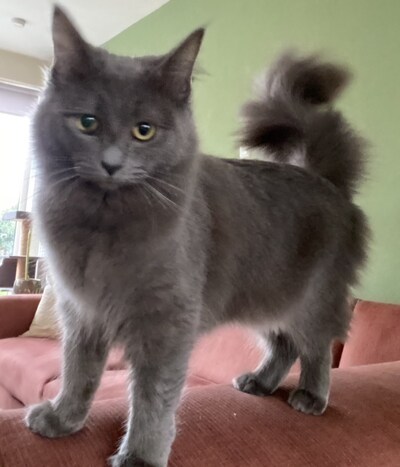 Heb jij Loki gezien? Dit huisdier wordt in Beuningen vermist