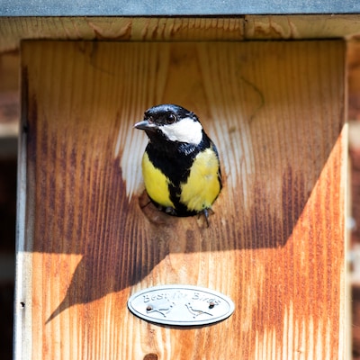 1,5 miljoen tuinvogels geteld, koolmees voor het eerst het vaakst