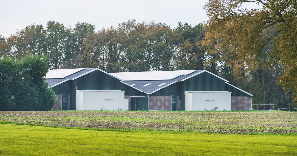 Gemeente doet niks met kritiek van milieuclubs op nieuwe vergunning voor varkensboeren: ‘Wij gaan do