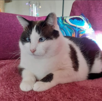 Heb jij Mikey gezien? Dit huisdier wordt in Duiven vermist