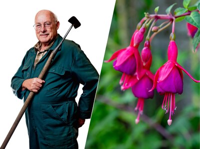 Fuchsia’s ouderwets? Ze zijn winterhard, kleurrijk en hebben nog meer voordelen