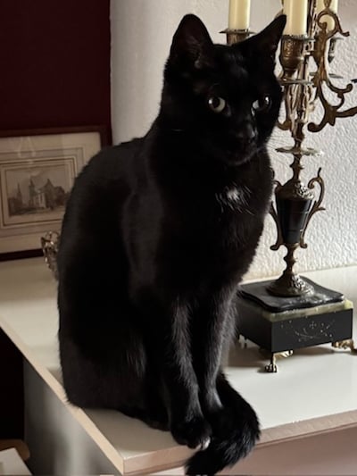 Heb jij Bo gezien? Dit huisdier wordt in Doesburg vermist