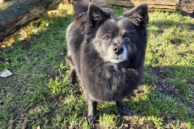 Nadat zijn eerste baasje overleed, slaat nu weer het noodlot toe bij hondje Jacky: ‘Wéér alleen...’