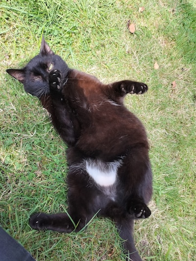 Heb jij Sokkie of Witbuik gezien? Deze twee huisdieren worden in Oude IJsselstreek vermist