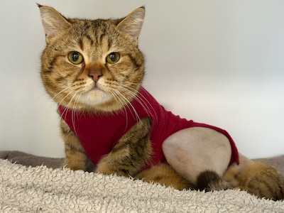 Kater ondergaat dure operatie, baasje is spoorloos: ‘Die ziet 7600 euro staan en denkt laat maar zitten’