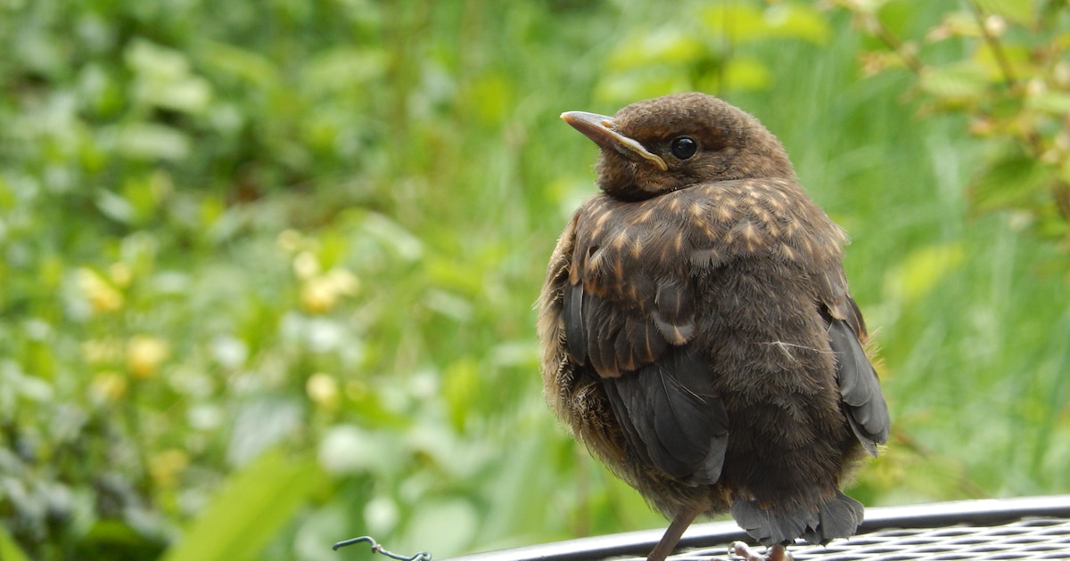 Lezing over het geheime leven van de merel
