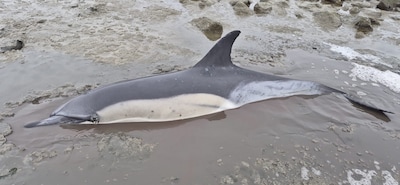 Levende dolfijn gestrand op wad bij Wierum: ‘Duimen voor dit dier’