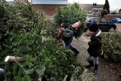 Bronckhorst zoekt kinderen voor inzameling van kerstbomen en vuurwerkafval voor zakgeld