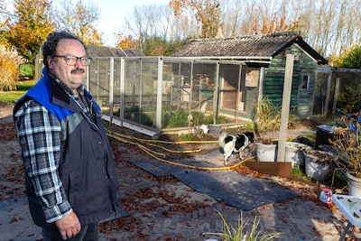 Vogelgriep slaat toe bij Achterhoekse hobbyboer Sjaak: ‘Toen ze de klep opendeden, zag ik al mijn vogels liggen’