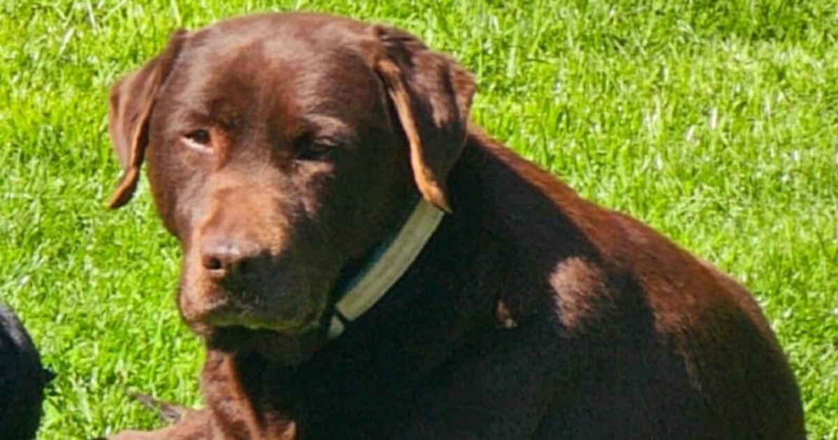 Een wonder! Labrador Shadow na ongeluk op A1 teruggevonden, maar wel in slechte toestand.