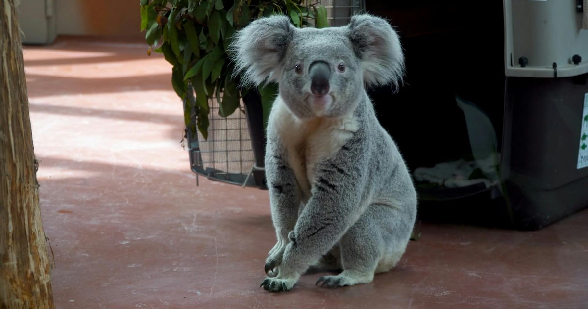 Ouwehands Dierenpark viert uitzonderlijk jaar met eerste koalageboorte ooit in Nederland