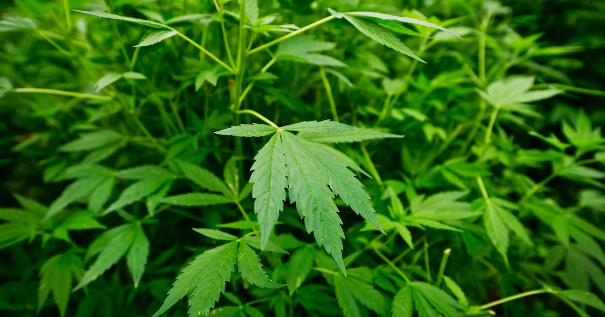 Negentig wietplanten in hennepkwekerij Drempt