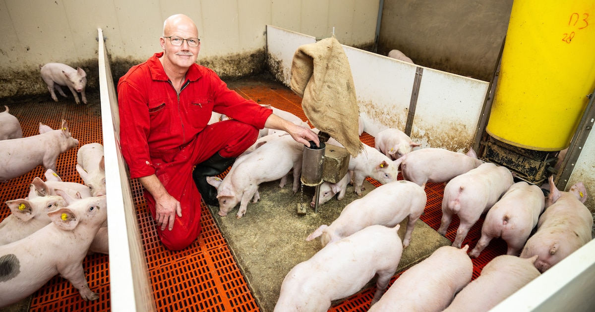 Dick 58 Is Voor Even De Bekendste Varkenshouder Van Nederland Met 