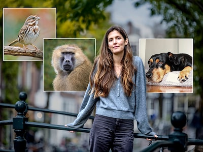 Primatoloog: ‘Dieren hebben bewustzijn en empathie, wij zijn niet zo uniek als we vaak denken’