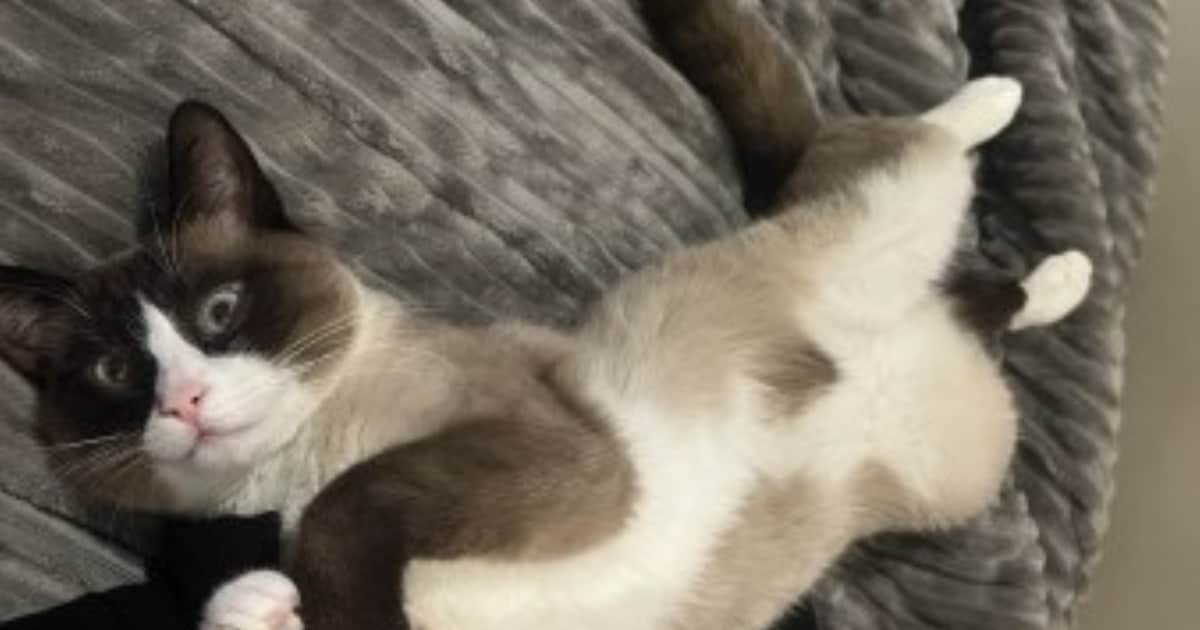 Heb jij Bob of Lina gezien? Deze twee huisdieren worden in Veenendaal vermist