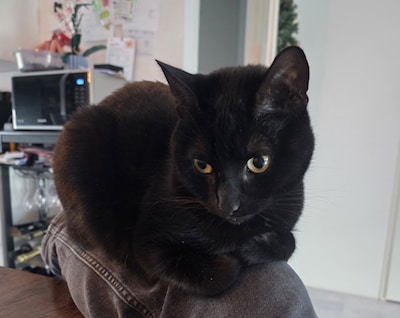 Heb jij Tom, Django of Malaga gezien? Deze drie huisdieren worden in Buren vermist