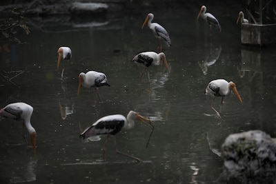 Vogelgriep vastgesteld bij dode ooievaars, dierentuin New Delhi sluit deuren