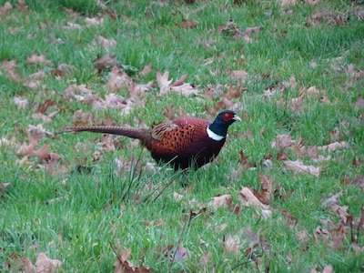 5000 fazanten afgemaakt na vaststelling vogelgriep in Achterhoek