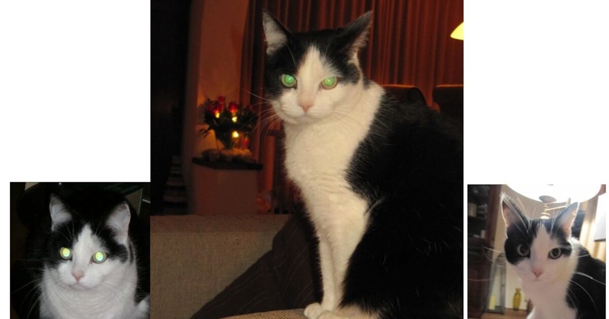 Vermiste poes Gizmo uit Leuth dood gevonden in boerenwei