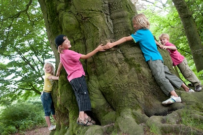 Bomentocht op Veluwezoom: ontdek de natuur