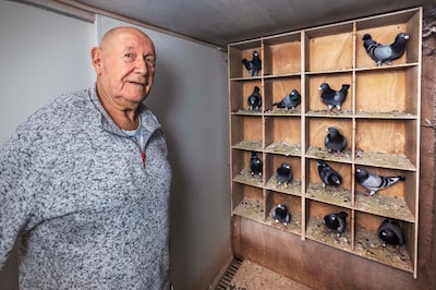 De duiven van Piet (77) zijn bijna allemaal doodgebeten: ‘Van de 65 hebben maar 14 het overleefd’