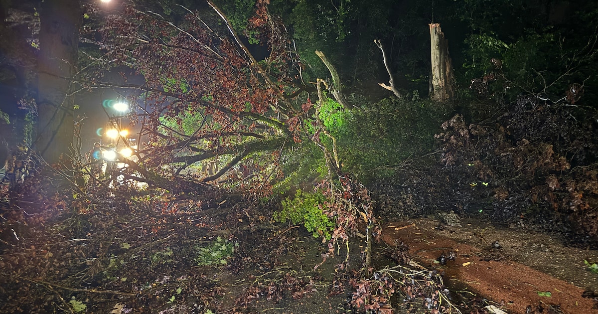 Grote boom valt om tijdens noodweer en verspert weg in Lunteren