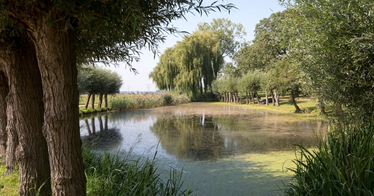 Doesburgse prijs naar Felix Hermanns