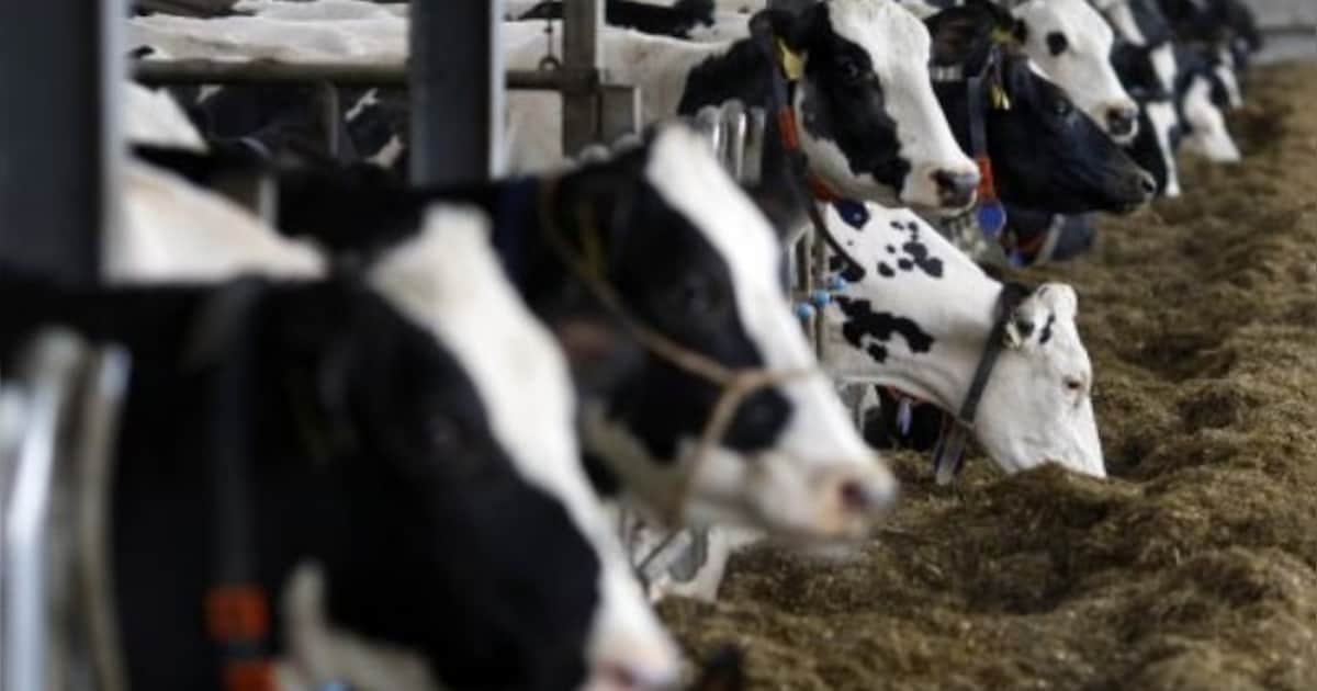 Actie omwonenden tegen megaveebedrijf Oploo