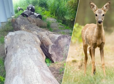 Faunapassage moet einde maken aan dood reeën op weg naar Máximapark: ‘Het is eindelijk gelukt’