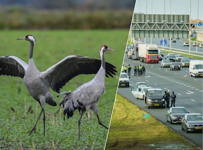 Rijbanen A2 afgesloten door kraanvogel op de weg: dierenambulance druk bezig met vangen