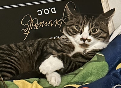 Heb jij Beer of Makana gezien? Deze twee huisdieren worden in Culemborg vermist