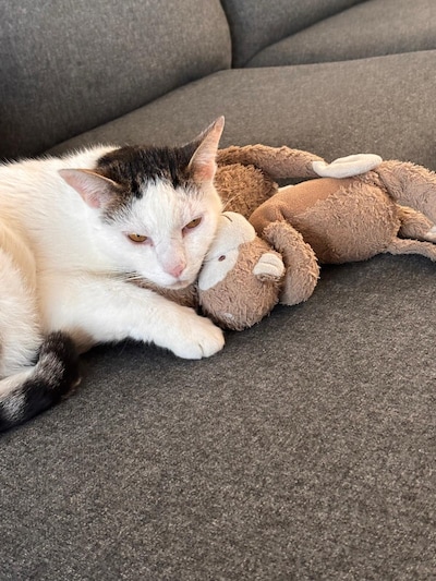 Heb jij Bob of Mowgli gezien? Deze twee huisdieren worden in Duiven vermist