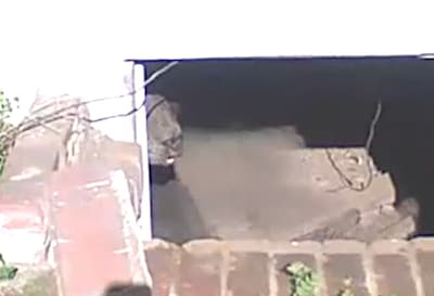 KIJK | Beer gromt naar verslaggevers vanuit kruipruimte in VS