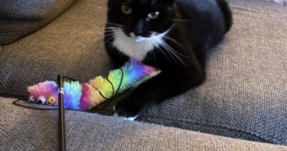 Heb jij Snoesje gezien? Dit huisdier wordt in Montferland vermist