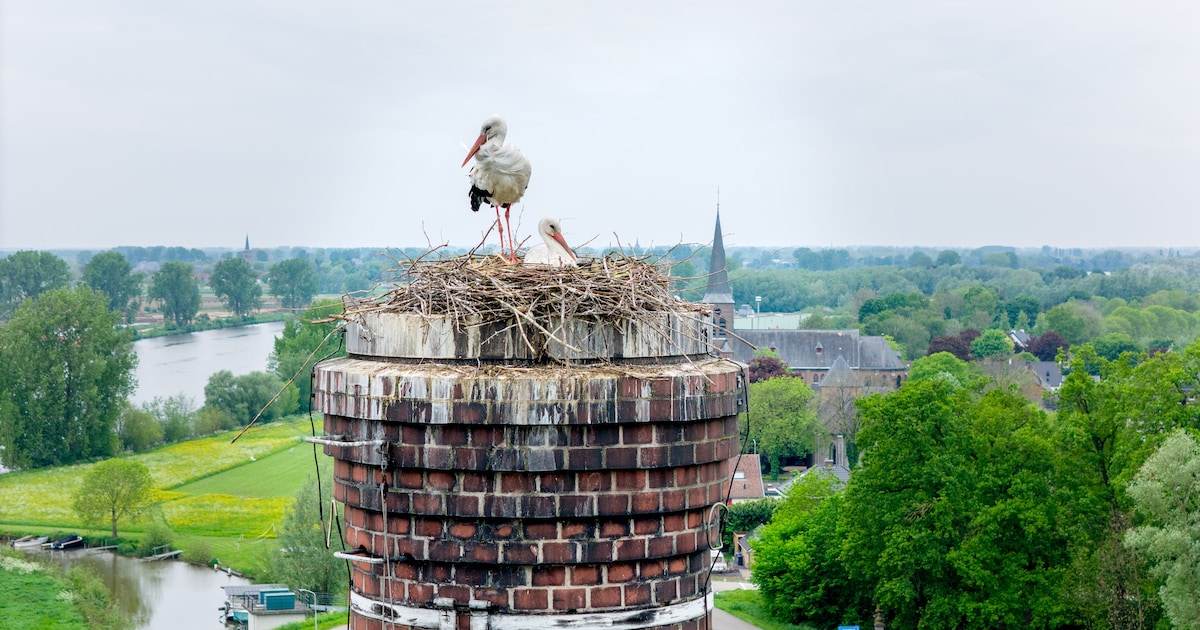 Prijs schoorsteenkap valt tegen en de tijd dringt voor vrijwilligers van De Tuut