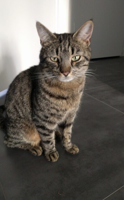 Heb jij Bobbie, Jaxx of Nijntje gezien? Deze vijf huisdieren worden in Buren vermist