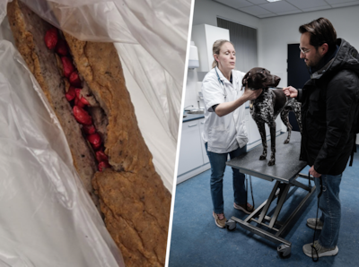 ‘Elke minuut telt’: dierenartsen waarschuwen na vondst vergiftigde frikandel voor hond