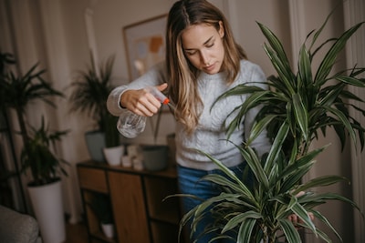 Je kamerplant heeft het zwaar in de winter, maar raak niet in paniek als hij bladeren verliest