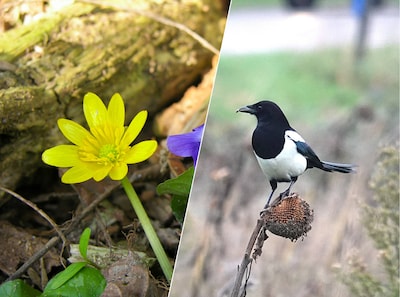 Zorgen om ‘abnormale’ temperatuurwisselingen: vogels denken al dat het lente is
