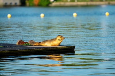 Zeehond die in Amsterdam zwemt, is dezelfde als in Utrecht: ‘Laat het dier met rust’