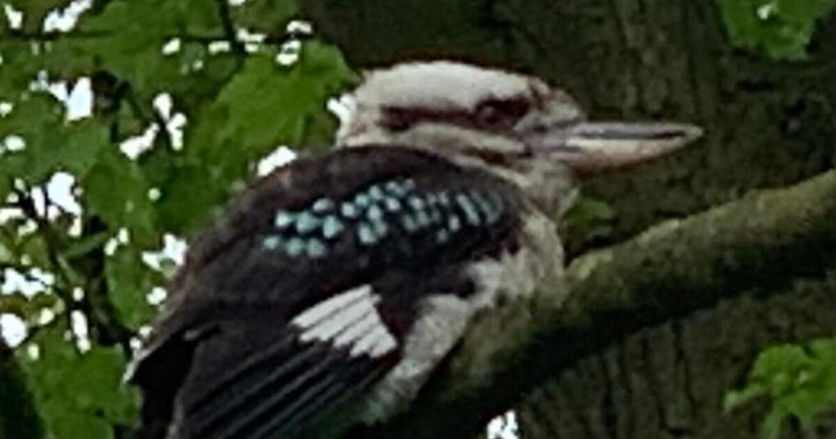Exotische lachvogel die het geluid maakt van een aap zit op dak van landhuis: ‘Het is een flink ding
